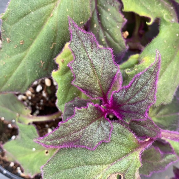 PURPLE HAZE🪴 - Picture 5 of 5